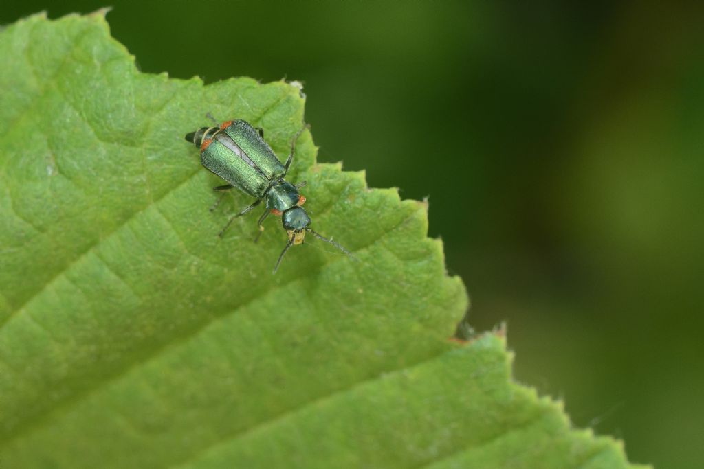 Malachiidae:  Malachius lusitanicus, femmina
